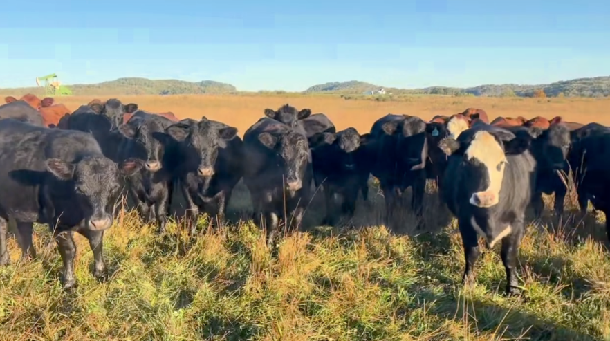 Fancy – Home raised – 1 Iron – ( May – June) calvers – 1000lbs- BH1021A5